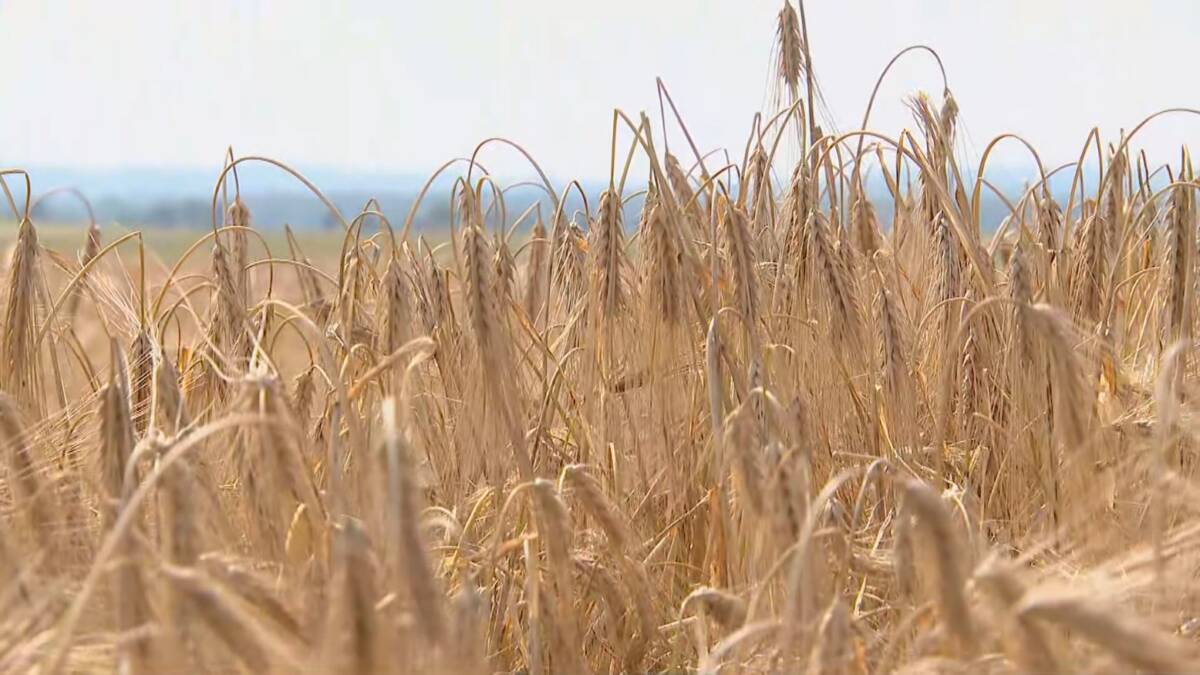 В Беларуси намолочено более 3,3 млн т зерна нового урожая