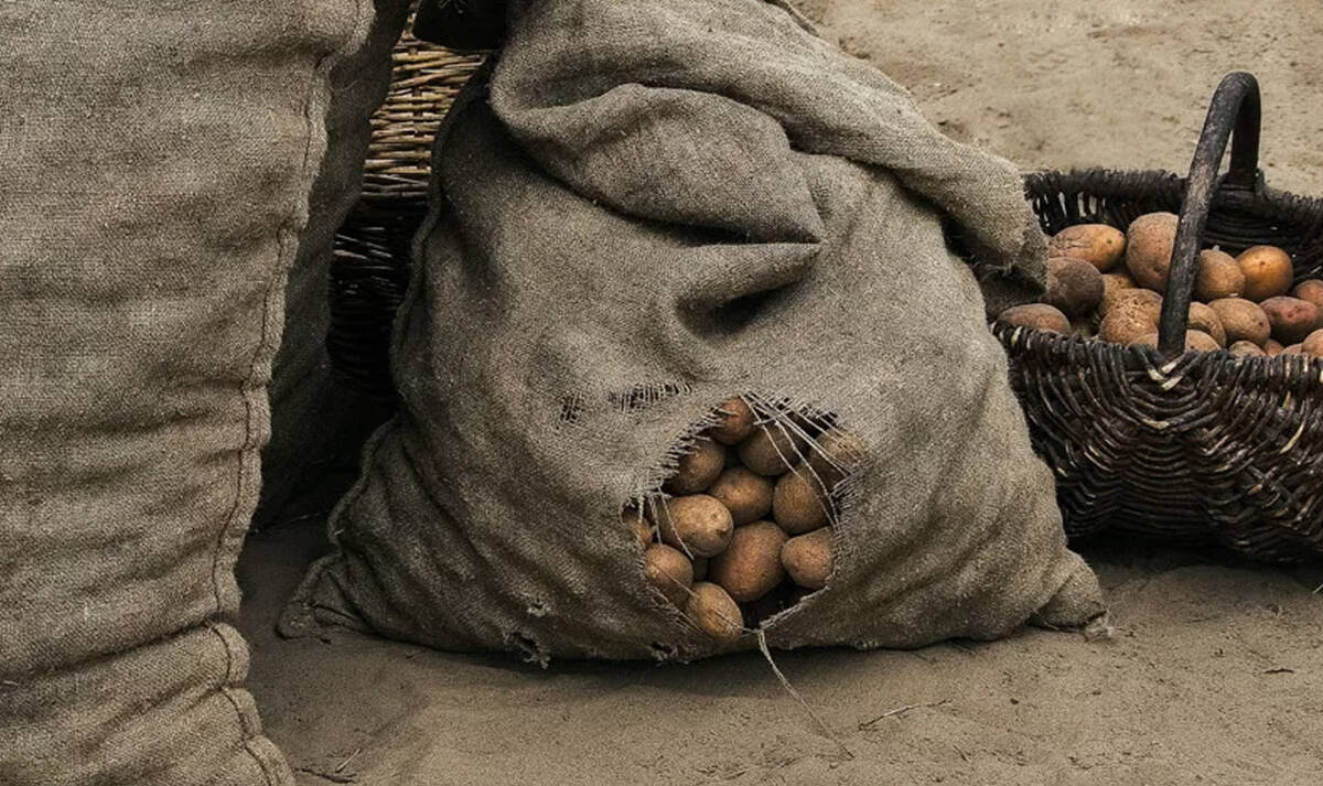 Мужчина и женщина похитили более 800 кг картофеля и свыше 100 кг кукурузы с полей в Бобруйском районе (+видео)