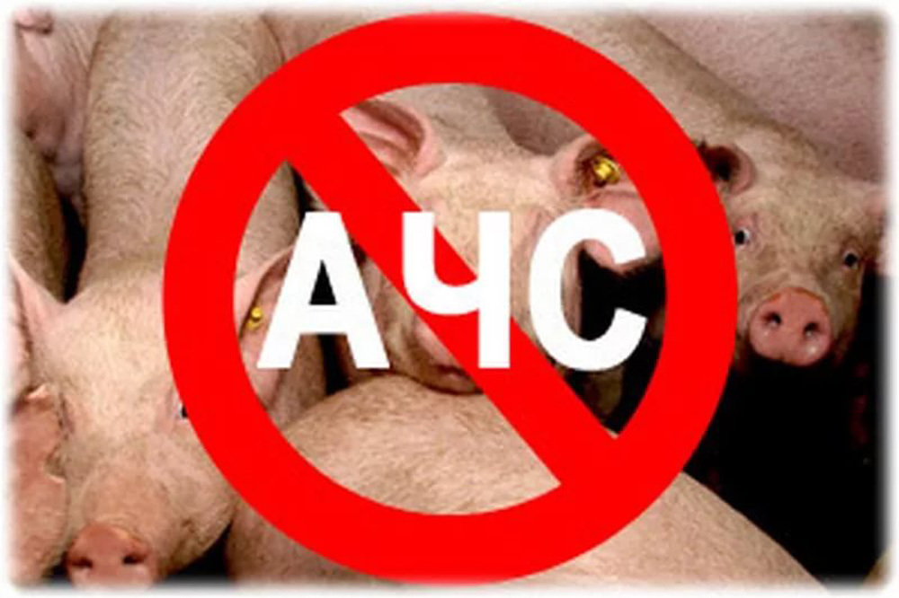 Африканская чума свиней: исключить распространение вируса поможет профилактика