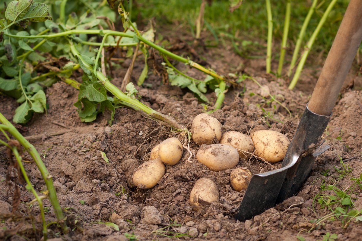 120 кг картофеля похитил с поля житель Бобруйского района