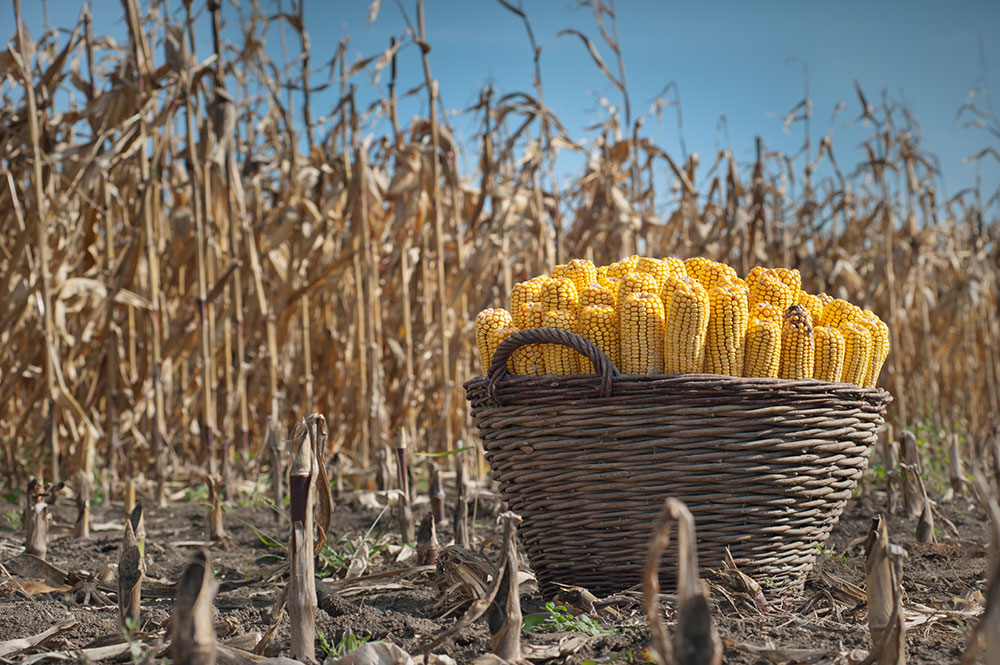 Уборка кукурузы на зерне, цукровых буракоў і бульбы – восеньскія работы працягваюцца на палях Бабруйшчыны
