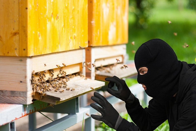 Кража пчел и хранение марихуаны, ДТП и нерадивый продавец – происшествия в районе