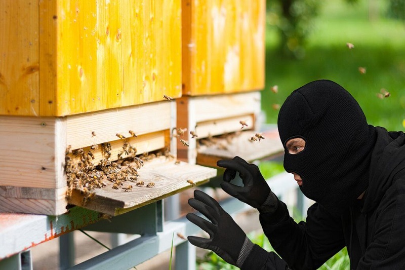 Кража пчел и хранение марихуаны, ДТП и нерадивый продавец — происшествия в районе