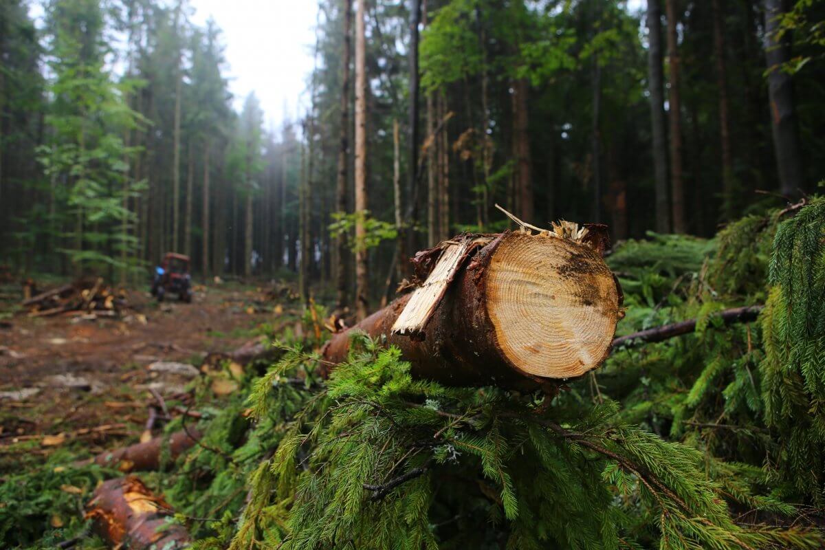 Рубки леса на особо охраняемых природных территориях: цель и польза