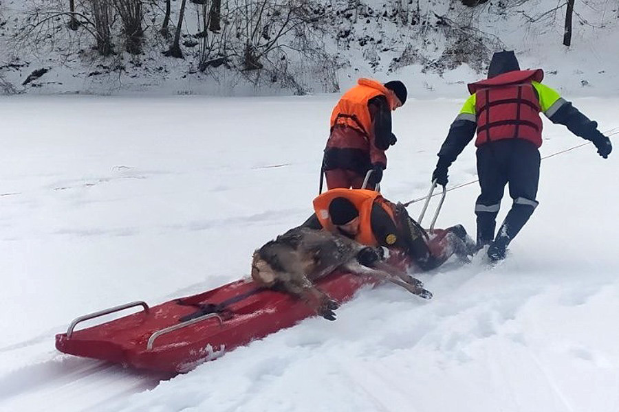 В Бобруйском районе спасатели помогли косуле выбраться из полыньи