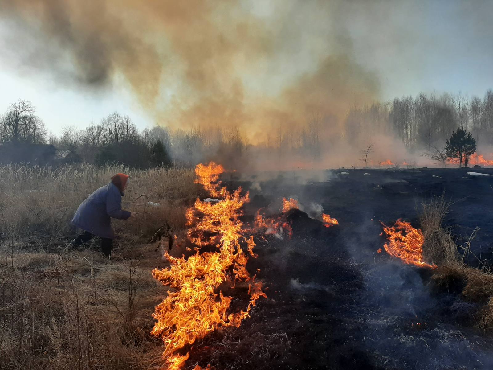 Последствием необдуманного выжигания сухой растительности может стать лесной пожар