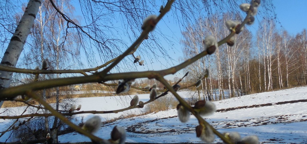 От мокрого снега до дождя с грозой ожидается в первой половине следующей недели в Могилевской области