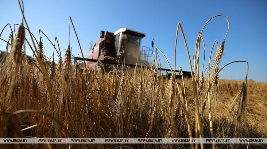 В Беларуси намолочено 883 тыс. т зерна