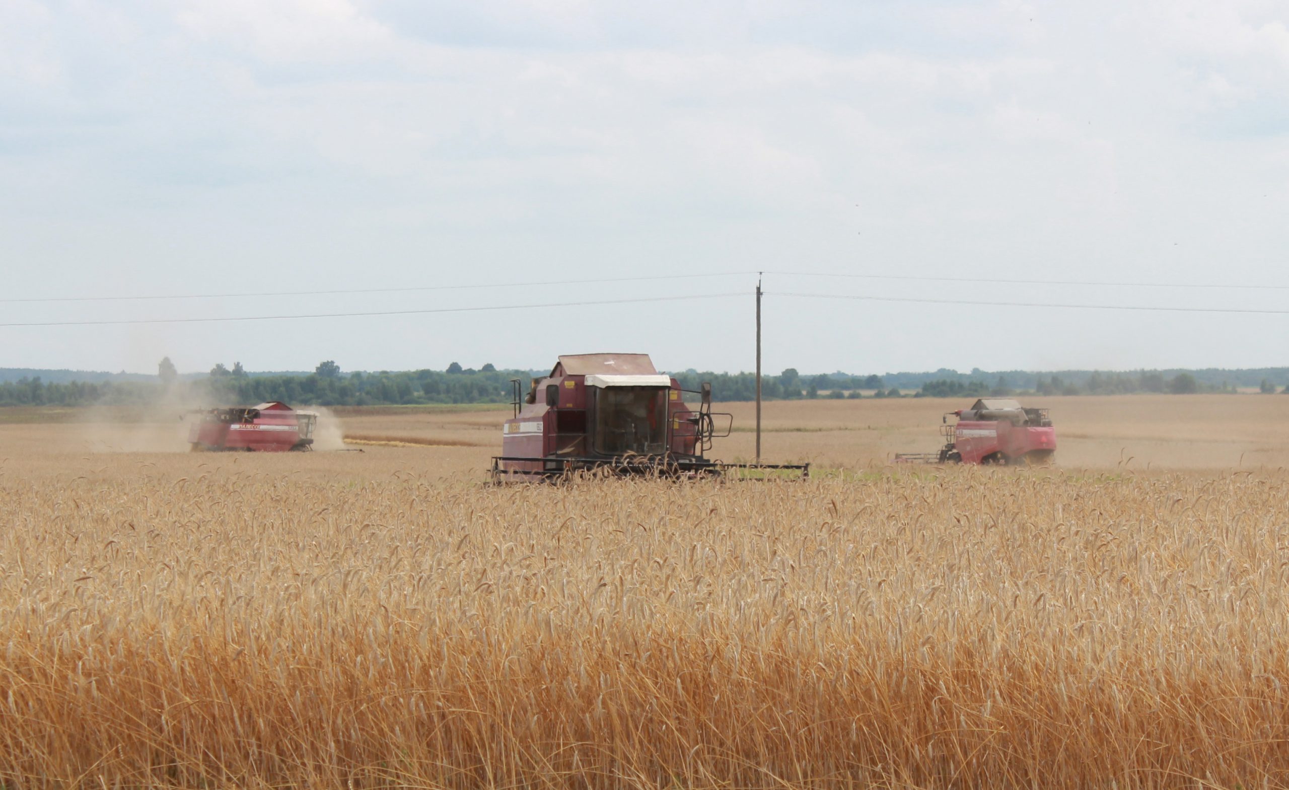 В Бобруйском районе завершили уборку озимого ячменя, выборочно приступили к пшенице