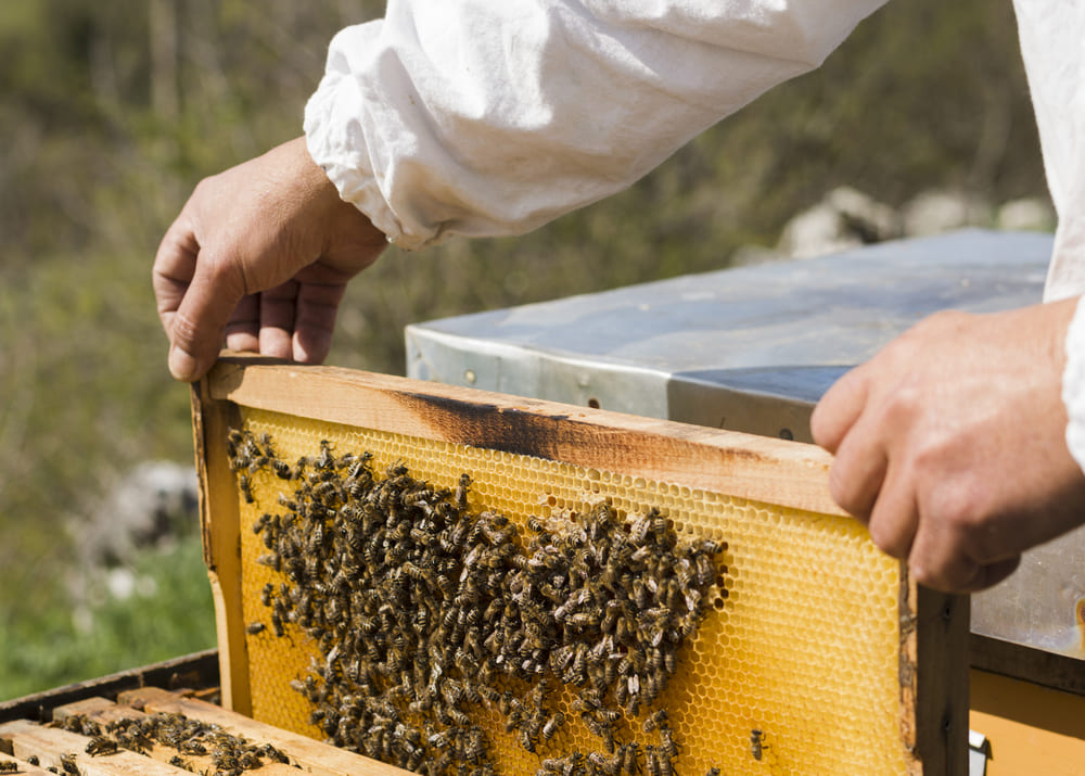 В Беларуси появились правила охраны труда при уходе за пчелами и уточнены требования для других агроотраслей