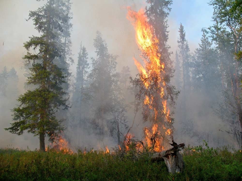 Лесной пожар: не допустить и не попасться