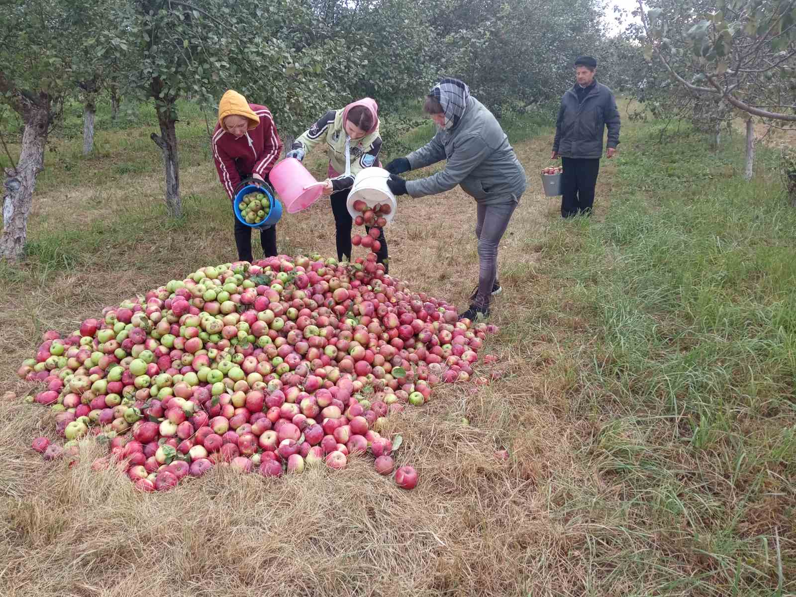 Учащиеся помогают аграриям собирать урожай