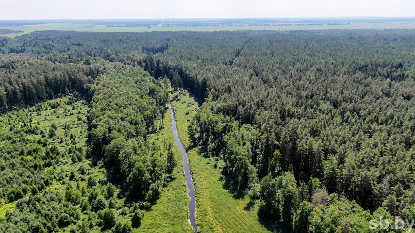Запрет на посещение лесов по-прежнему действует на всей территории Могилевской области