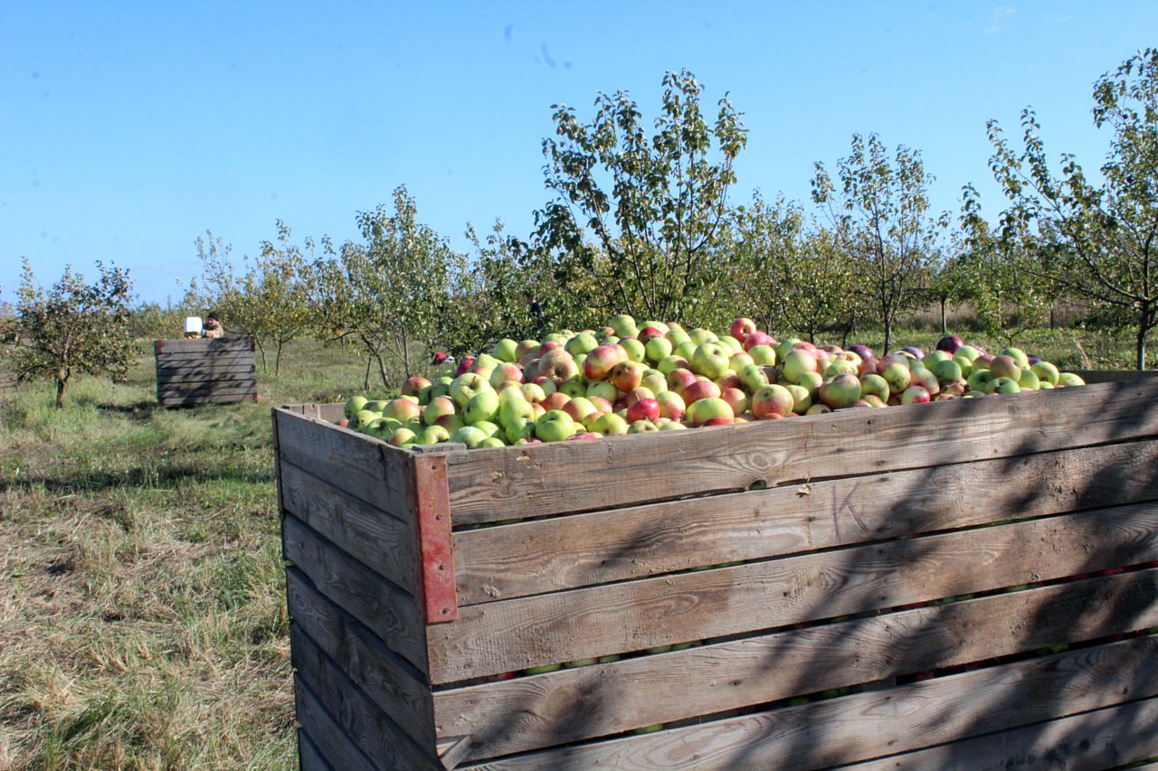 У “Неўскім-Агра” здымаюць яблыкі