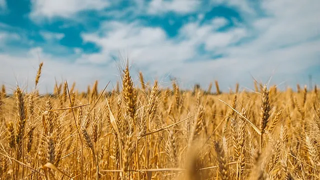 Урожай зерновых в мире может сократиться в этом сезоне на 1,7%