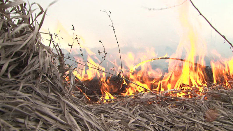 Бобруйская межрайонная инспекция охраны животного и растительного мира напоминает об ответственности за выжигание сухой растительности