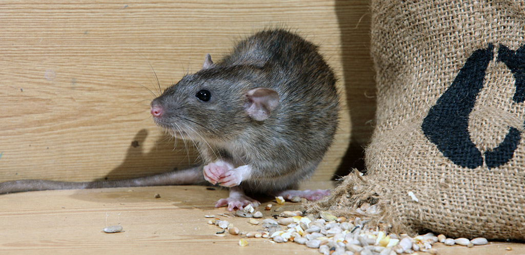 Чем можно заразиться от мышей и крыс?