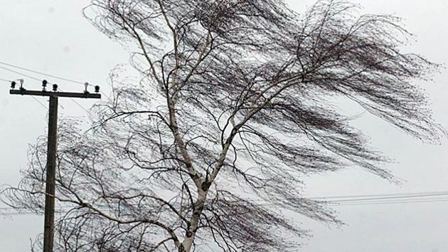 МЧС предупреждает об опасности из-за сильного ветра