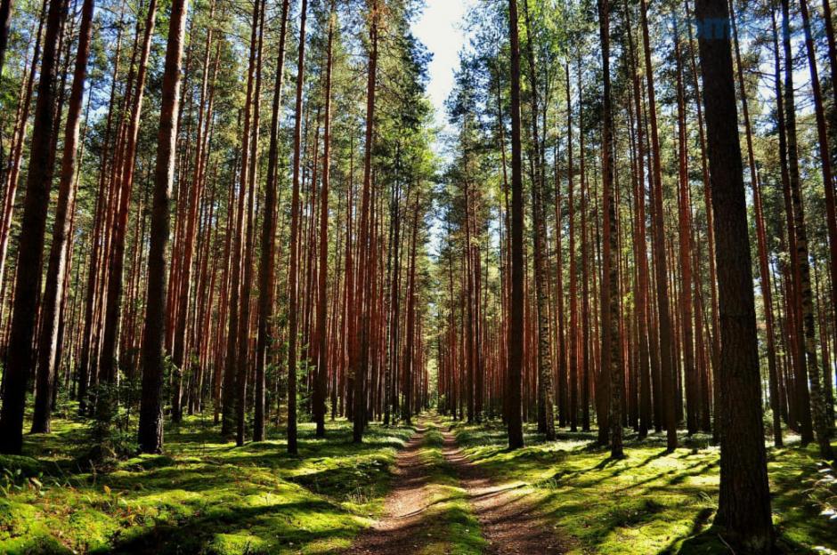 Запреты и ограничения на посещение лесов введены во всех районах Могилевской области