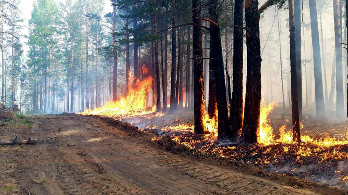 Десять лесных пожаров произошли за выходной день в Беларуси