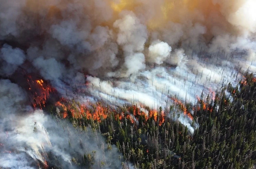 В Беларуси за сутки ликвидированы семь лесных пожаров