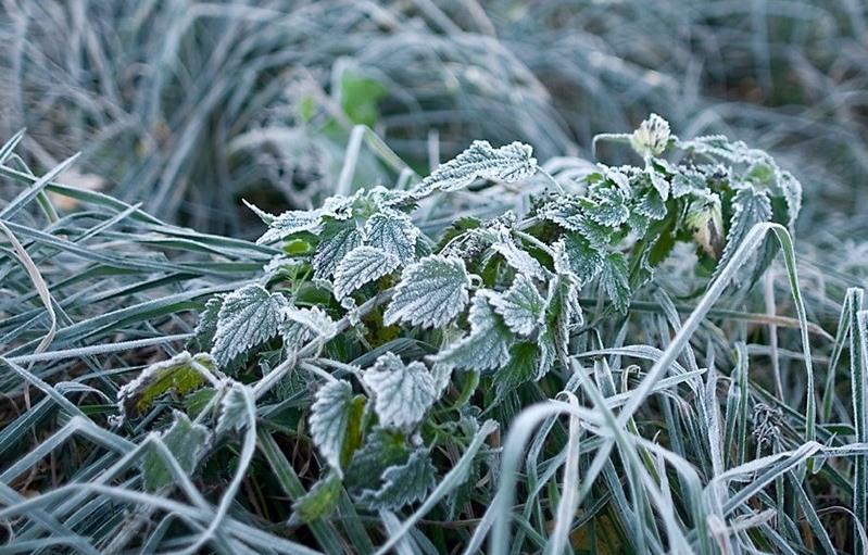 Заморозки на почве, дневные грозы и до +26°С днем ожидаются в начале следующей недели в Могилевской области