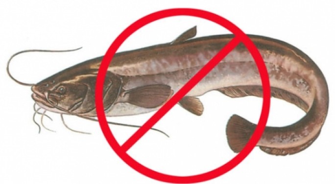 С 31 мая в рыболовных угодьях Могилевской области начнет действовать запрет на лов сома