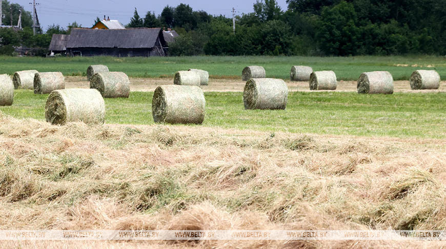 ФОТОФАКТ: В Бобруйском районе завершается заготовка сочных кормов из трав первого укоса