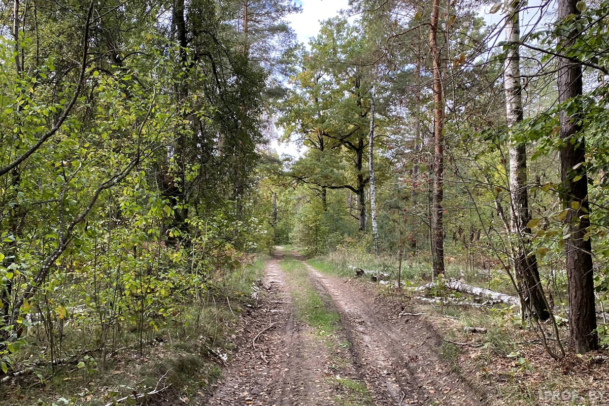 Запрет и ограничение на посещение лесов действуют в 11 районах Могилевщины
