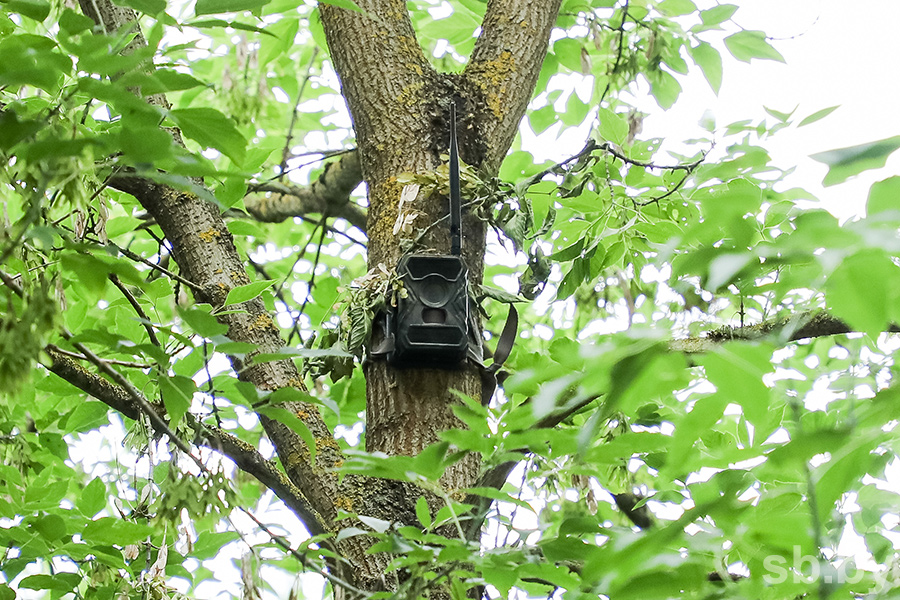 Фотоловушка зафиксировала нарушителей запрета на посещение леса
