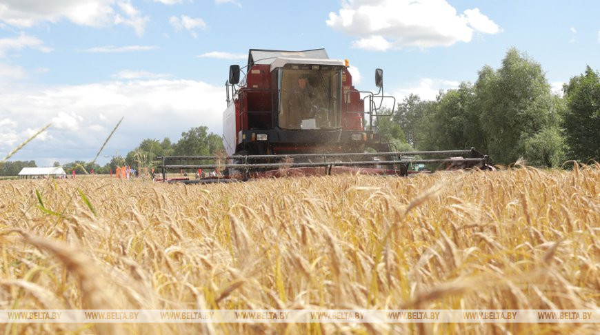 Первый миллион тонн зерна с учетом рапса намолочен в Беларуси
