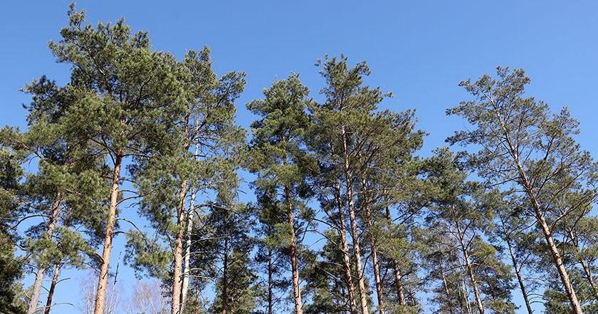Ограничение на посещение лесов действует в 8 районах Могилевщины