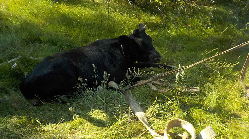 В Бобруйском районе корова упала в неэксплуатируемый колодец: на помощь животному пришли спасатели