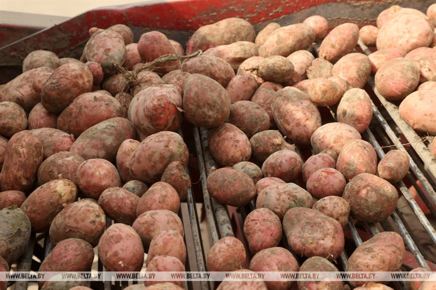 В Бобруйском районе приступили к уборке картофеля
