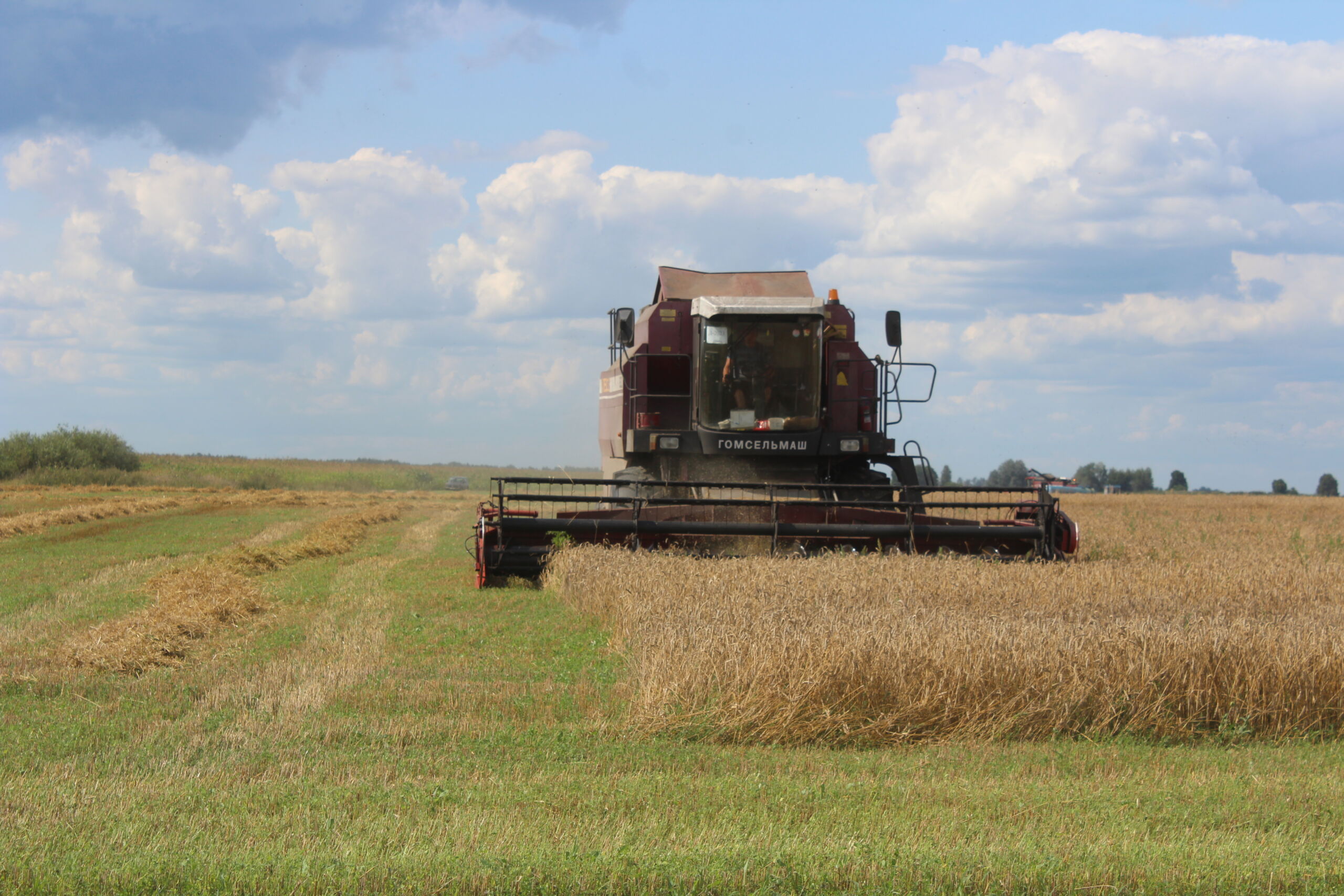 В Беларуси намолочено более 5,8 млн тонн зерна с учетом рапса