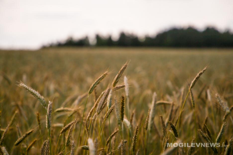 В Беларуси намолочено почти 6,6 млн тонн зерна с учетом рапса