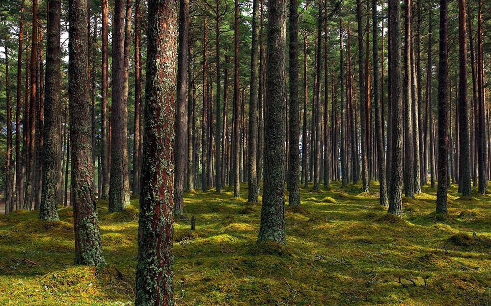 Ограничения на посещение лесов действуют в 56 районах Беларуси. В том числе — Бобруйском