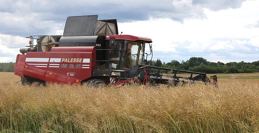 В Беларуси намолотили более 5,6 млн тонн зерна с учетом рапса