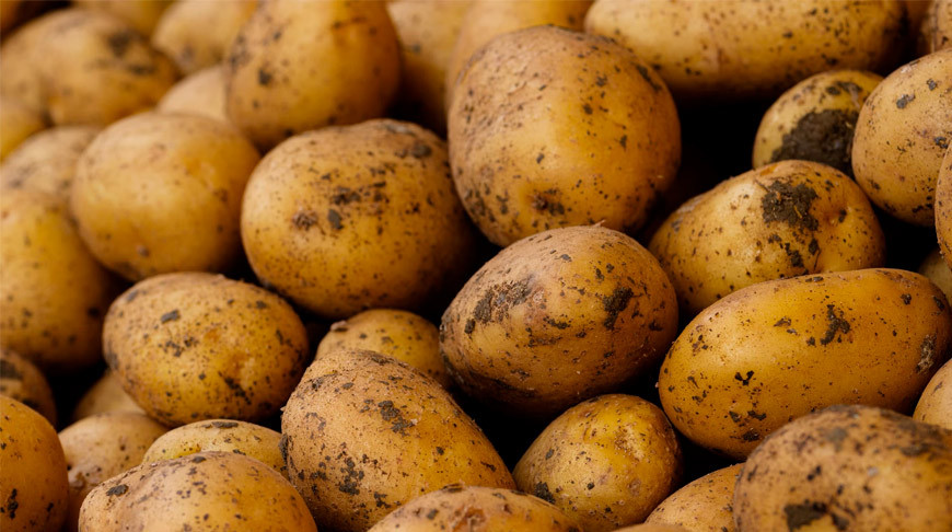 Белкоопсоюз закупит у населения в этом году не менее 17 тыс. тонн картофеля