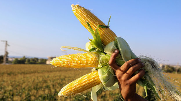 В Беларуси намолочено более 28 тыс. тонн зерна кукурузы
