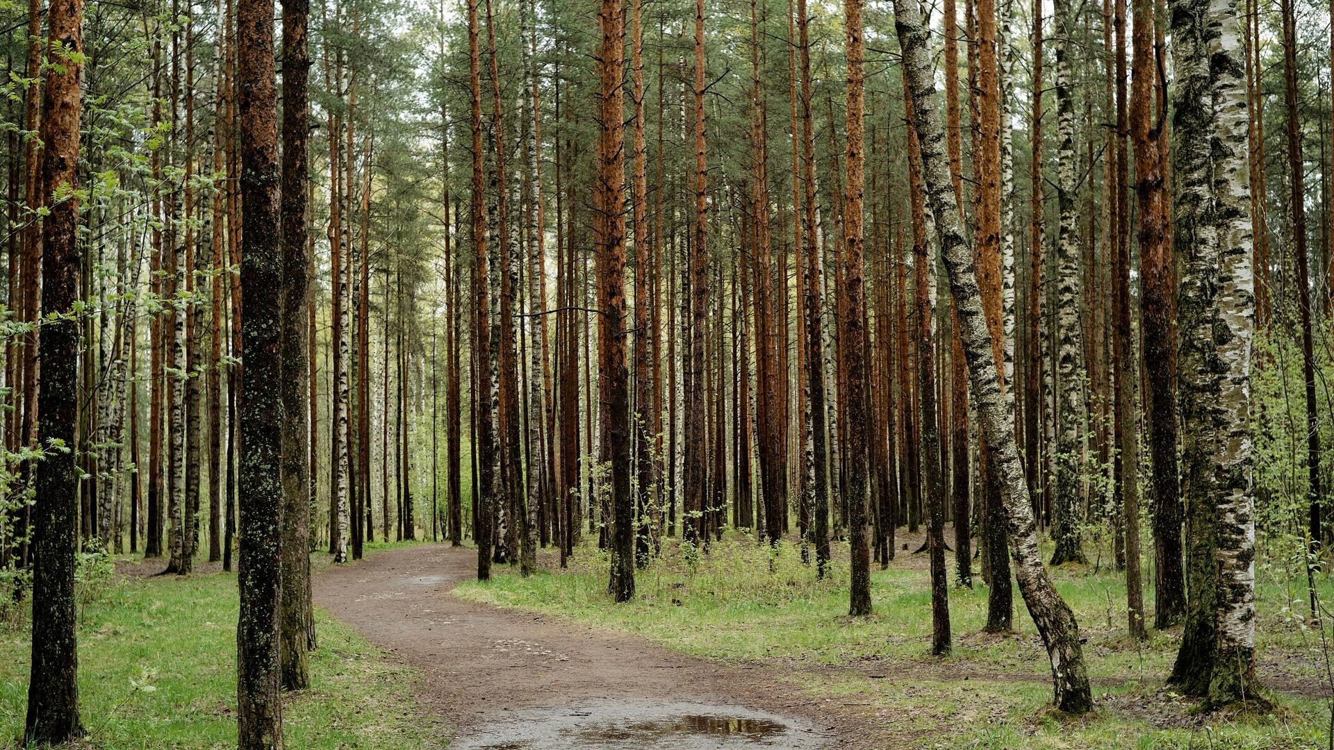 С 1 сентября в Бобруйском районе снято ограничение на посещение территории лесного фонда