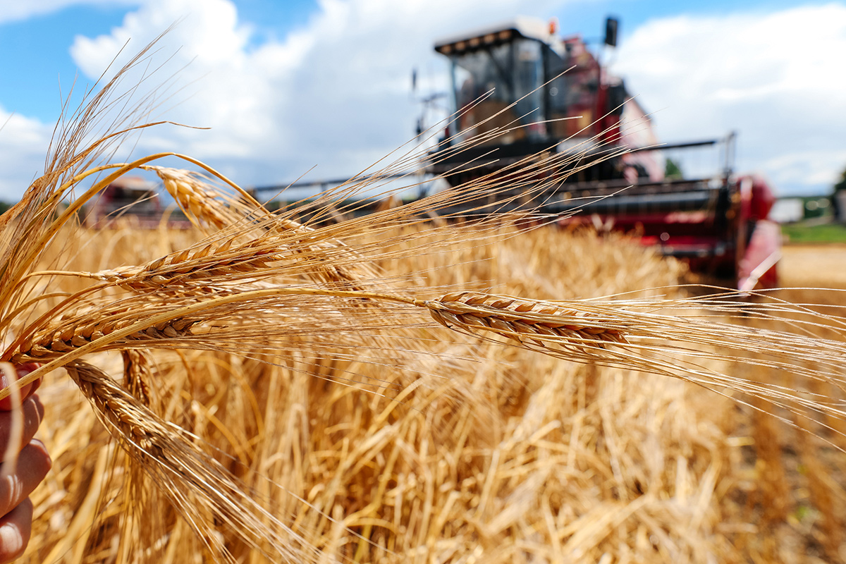 Более 8 миллионов тонн зерна намолотили белорусские аграрии