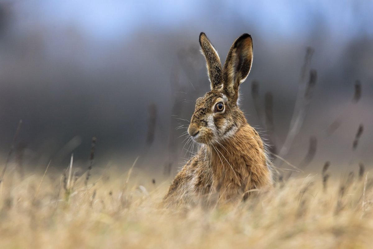 Сезон охоты на зайца стартовал в Беларуси