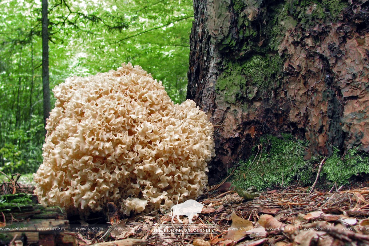В Беловежской пуще обнаружили необычный съедобный гриб из Красной книги