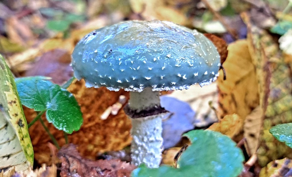 Синий гриб нашли в Беловежской пуще. Можно ли его есть?