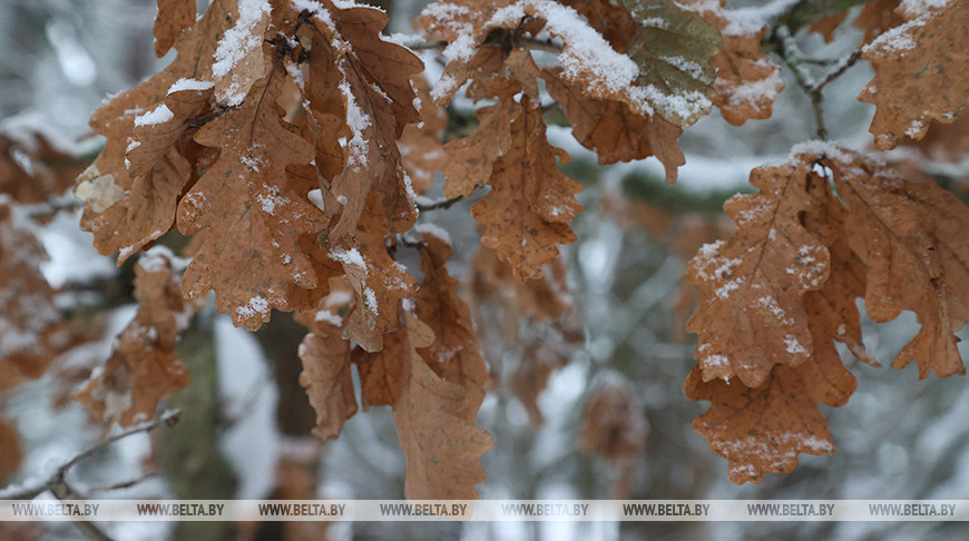 До +6°С и мокрый снег будет сегодня в Беларуси