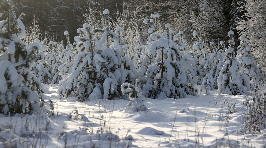 Сильные снегопад и ветер ожидаются сегодня в Беларуси