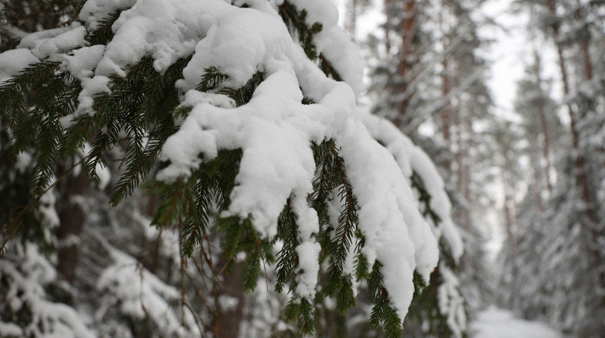 Небольшой снег, туман и гололедица будут сегодня в Беларуси
