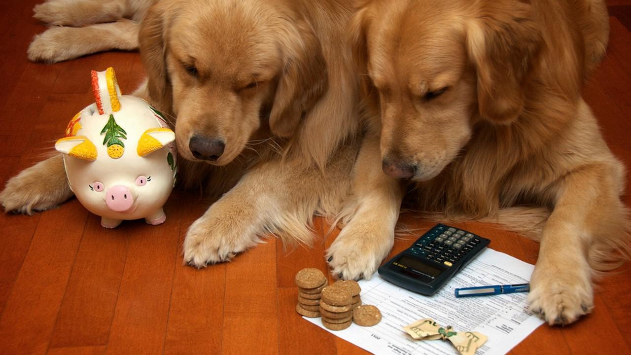 В Беларуси вырос налог за собак. Сколько придется платить в 2024 году и что грозит за неуплату?