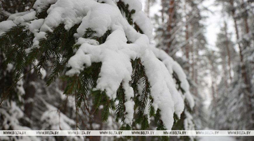 Гололедица, туман и до +5°С будет сегодня в Беларуси